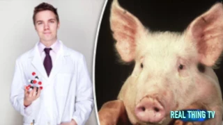 Human pig HYBRID? Scientists hoping to create part man