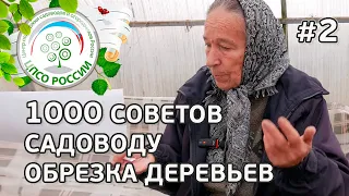 Советы по обрезке плодовых деревьев и уходу за садом. Ответы на вопросы по обрезке деревьев.