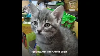 В Новокузнецке женщина подбросила котят в зоомагазин на глазах у собственной дочери.
