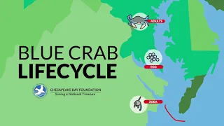 The Blue Crab Lifecycle