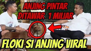 Ngalahin Hachiko, Floki si Anjing Pintar Seperti Manusia, Kasih Rumah & Mobil Untuk Tuannya