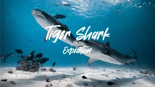 Maldives Fuvamulah - Tiger Shark Expedition | Cinematic Video