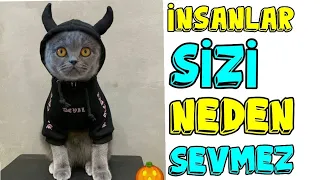 Kedi Maya'nın Torunu'nun Kızı ✓ Tavşan Kedi'ye Bakın 😃 en komik kedi videoları ✓ yavru kedi sesi