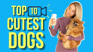 Top 10 Cutest dogs ( Most Adorable Dog Breeds In The World )