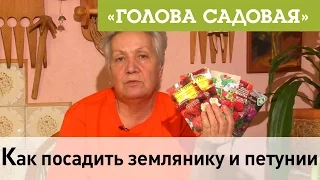 Голова садовая - Как посадить землянику и петунии