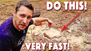 How To Remove A Tree Stump. Quickest and Easiest Method!