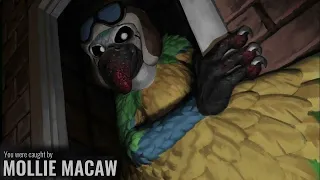 Mollie Macaw Appearances  + Jumpscare