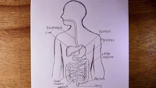 human digestive system diagram pencildrawing