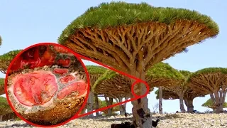 STRANGEST Plants In The World!