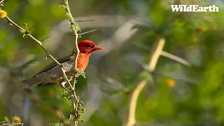 WildEarth - Sunrise Safari -  11 March 2024