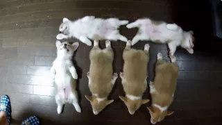 Cute 10 puppies = Chaos!  [Part 2] storm over コーギーを6匹並べたら世界がもん絶 子犬 dog welsh corgi pembroke