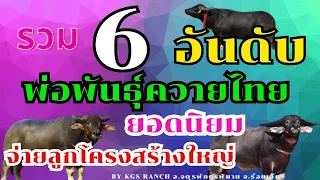 6อันดับพ่อพันธุ์ควายงาม-ควายไทยที่นิยมที่สุด  #พ่อพันธุ์ควายงาม #ควายงาม #เลี้ยงควาย #buffalo