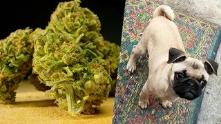 Puppy Can Barely Stand Up After Ingesting Marijuana