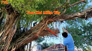 Vua Khỉ Miền Tây cưa mé nhánh xong cây Sộp 200 năm tuổi sẽ như thế nào ? (3/3). Cutting poplar tree.