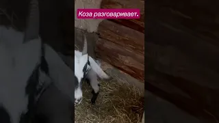 Коза разговаривает.