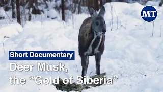Russian Poachers Are Going After Musk, the “Gold of Siberia” | The Moscow Times