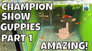 AMAZING IFGA GUPPY FISH BREEDER FISH ROOM!