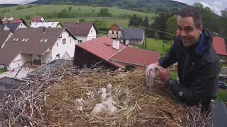 O dwóch takich, którzy ratowali małe bociany