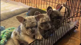 Frenchie puppies 7 weeks old