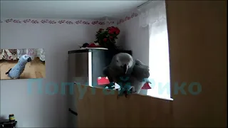 Попугай говорит с хозяйкой на жаргоне