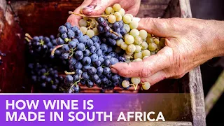 How is Wine Made? 🍇 Groot Constantia in Cape Town, the oldest Wine-producing Estate in South Africa