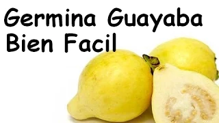 GERMINAR SEMILLAS DE GUAYABA BIEN FACIL (Psidium guajava)