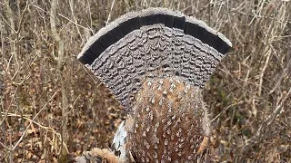 Awesome dog work on Michigan Grouse coveys in December-30 flush 3 hours.