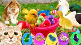 Catch Cute Chickens, Colorful Chickens, Rainbow Chicken,Rabbits,Cute Cats,Ducks,Animals Cute #75