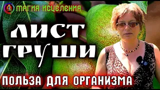 Листья Груши, польза груши для организма | Чем полезна груша и добрые советы для здоровья