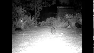 The secret life of hedgehogs at night! Feeding, running, fighting and more!