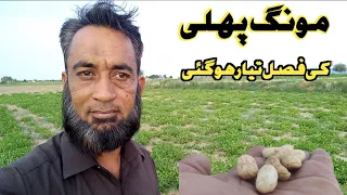 Bike Py Vlog Bnany Ka Alag Hi Maza Ha | MongPhali Ki Fasal Tyar Hony Wali Hai @YouKhani