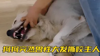 金毛瘋狂撕咬主人，訓犬師看不下去，直接把狗摔到了地上