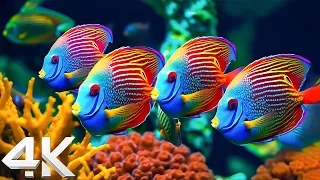 The Ocean 4K - Sea Animals for Relaxation, Beautiful Coral Reef Fish in Aquarium 4K - 4K Ultra HD