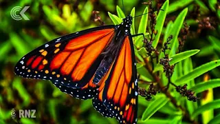 The NZ woman who fixes butterfly wings