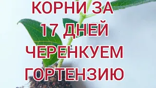 Черенкование гортензий для новичков.❗☝Пошаговая инструкция. От А до Я 💯% результат