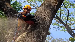 fall prematurely..!! the felling of the trembesi tree is beautiful and enchanting