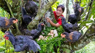 Harvesting BLACK CHICKENS for sale | ELLA TV