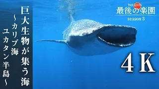 [NHKスペシャル] 4K ジンベエザメが大集結！巨大魚群れる奇跡の海～メキシコ沖・カリブ海～ | ホットスポット 最後の楽園 season3 第1回 | NHK
