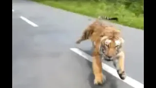 Motorcyclists flee from tiger chasing them in wildlife sanctuary in Kerala, India I ABC7