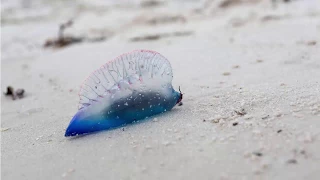 If you see this on the beach, please never touch it!  (it can cost life)