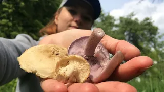 Calocybe gambosa 2020 in apple orchards. Surprised by Lepista sordida