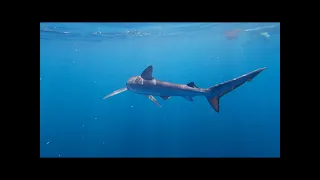 Cornwall Blue Shark Snorkelling Trip 2023
