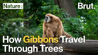 How Gibbons Travel Through Trees