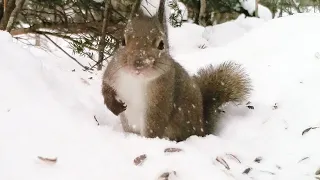 ニホンリス、めちゃ雪の積もった餌場で種を探す（2022/02/12 八ヶ岳本日のかわいいお客さま速報）