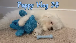 MALTESE PUPPY FALLING ASLEEP HUGGING HIS TOY 🐶🧸💙