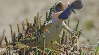 Frogs chasing butterflies /Rãs caçam borboletas / Frösche jagen Schmetterlinge