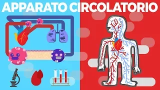 Circulatory system - Circulation