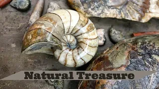 Crystal Fossils! Ichthyosaur Teeth, Ammonites and Nautilus