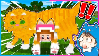 猫化ぴのと一緒にサバイバルするマインクラフト🐱【 マイクラ / Minecraft 】【ゲーム実況】