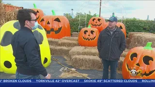 Jack's Pumpkin Pop-Up Near Goose Island Adapts For COVID-19 Halloween Rules